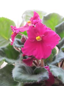 African violet - 11 March 2014